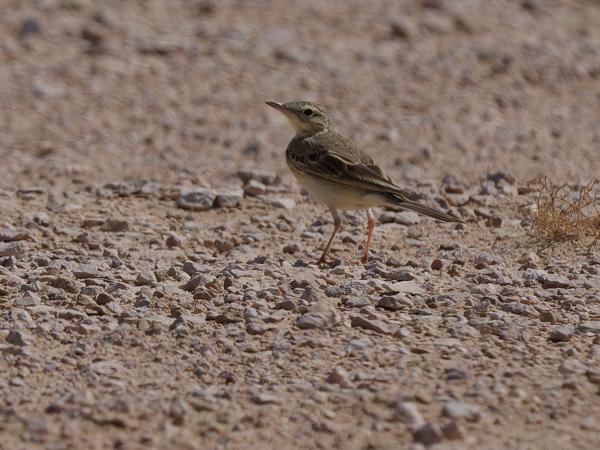 <h3>Anthus campestris / Tawny pipit / Duinpieper</h3>OM-1 Mark II with OLYMPUS M.150-400mm F4.5, 1/3200 sec at F5.6, ISO 200, distance 19.4 m